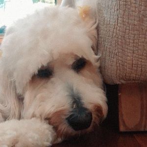 Meet your Posher, Emma